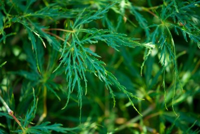 Acer palmatum 'Dissectum' - javor dlanitolistý - list